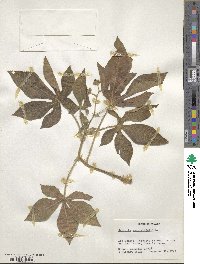 Jatropha gossypifolia image