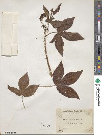 Jatropha gossypifolia image