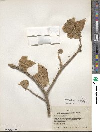 Jatropha malacophylla image