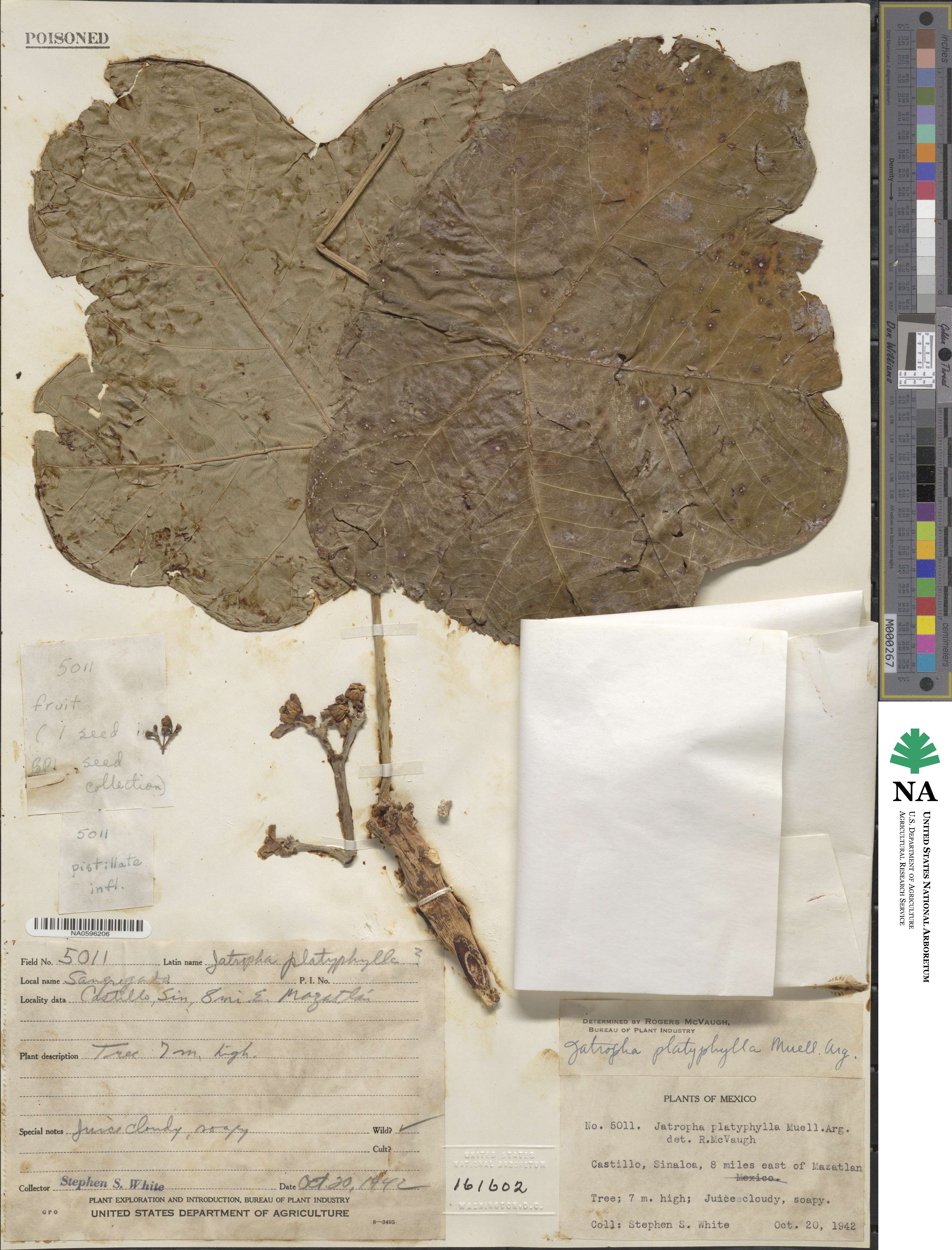 Jatropha peltata image