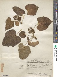 Jatropha curcas image