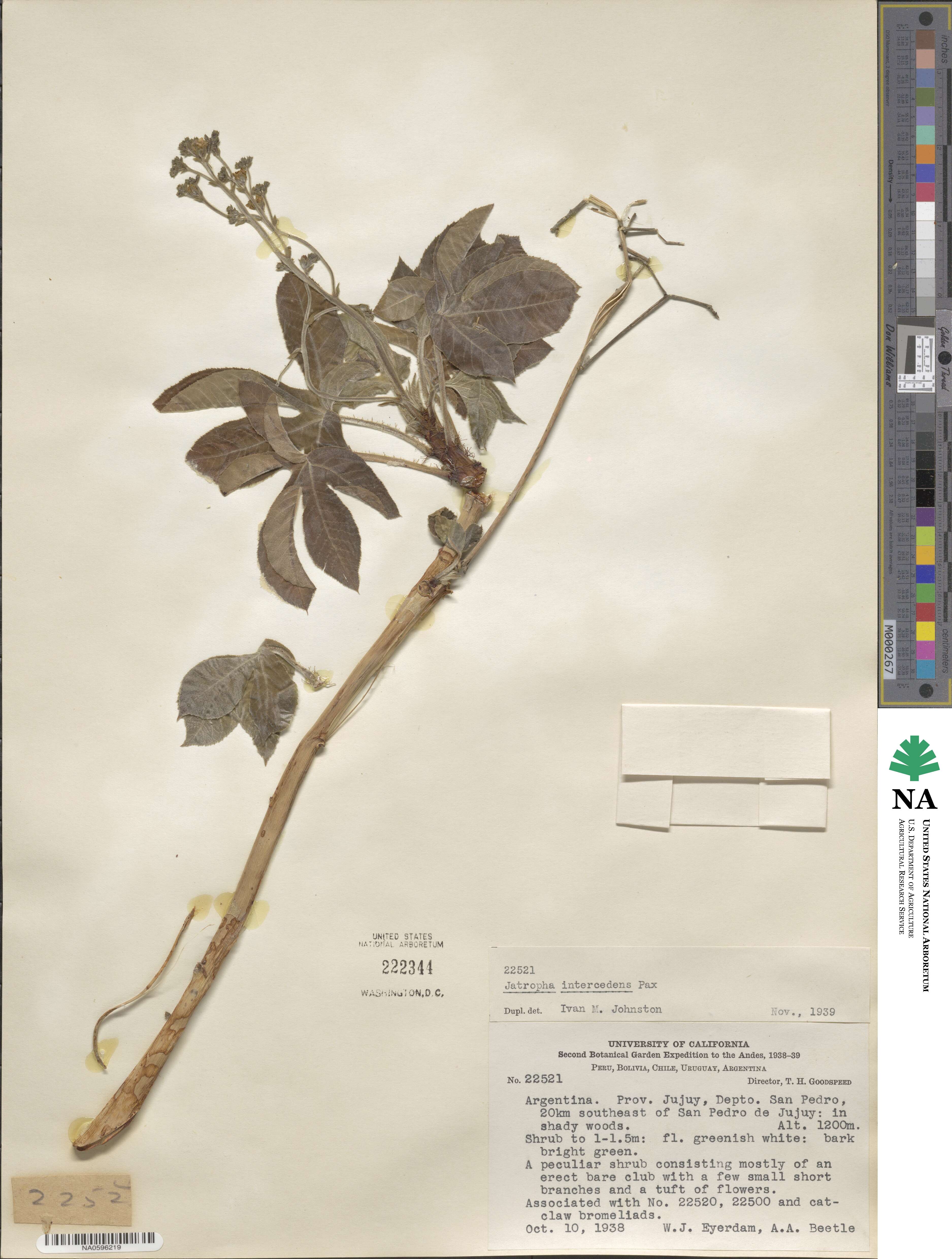 Jatropha excisa var. pubescens image