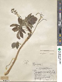 Jatropha excisa var. pubescens image