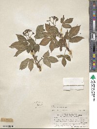 Jatropha excisa var. pubescens image