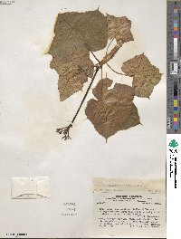 Jatropha augusti image