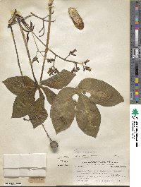 Jatropha macrocarpa image