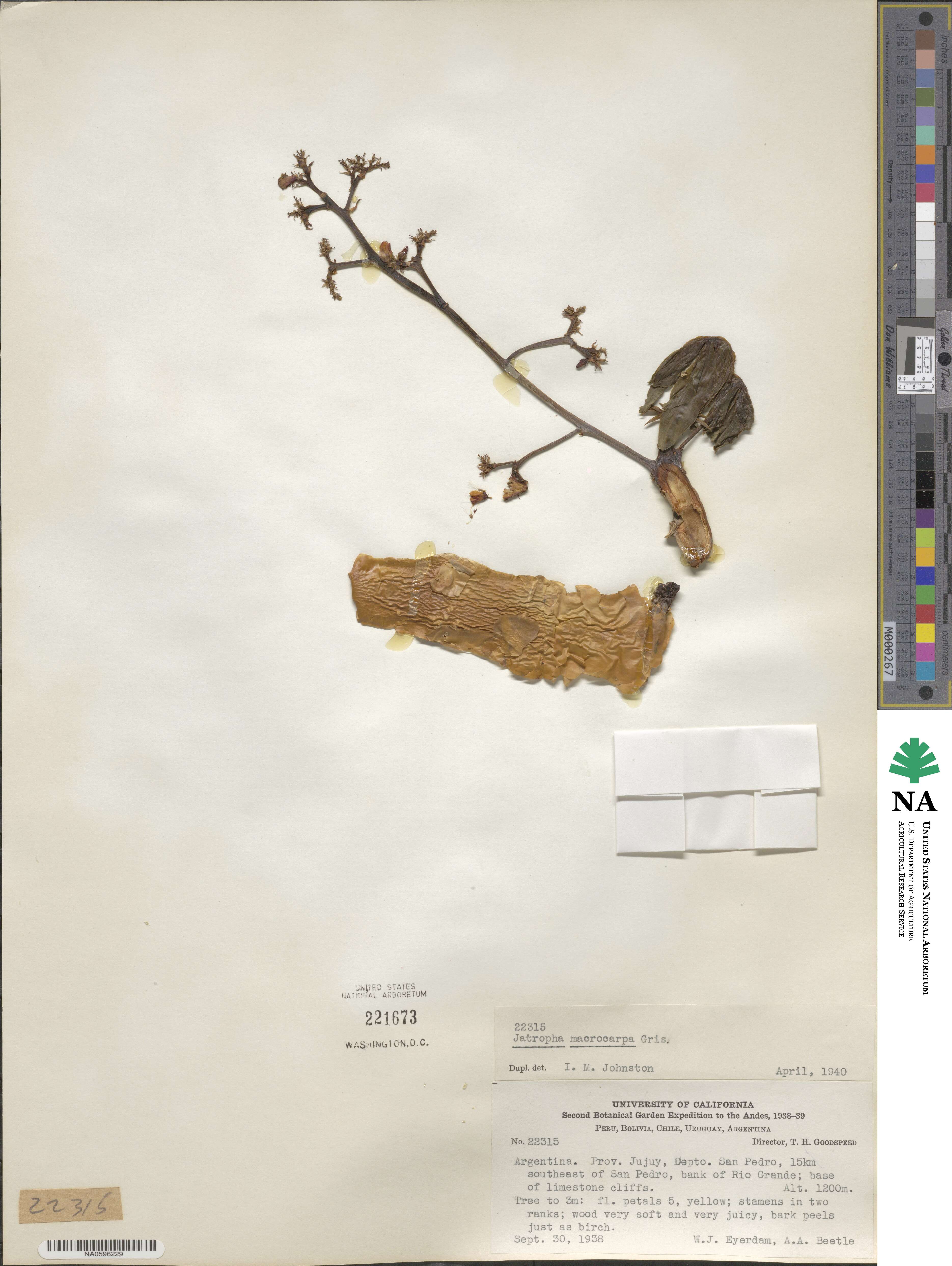 Jatropha macrocarpa image