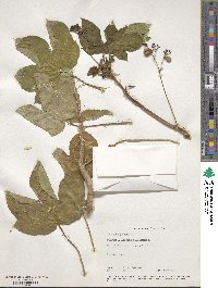 Jatropha gossypiifolia image