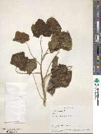 Jatropha curcas image