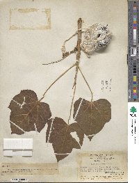 Jatropha curcas image