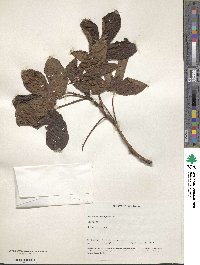 Jatropha gossypiifolia image