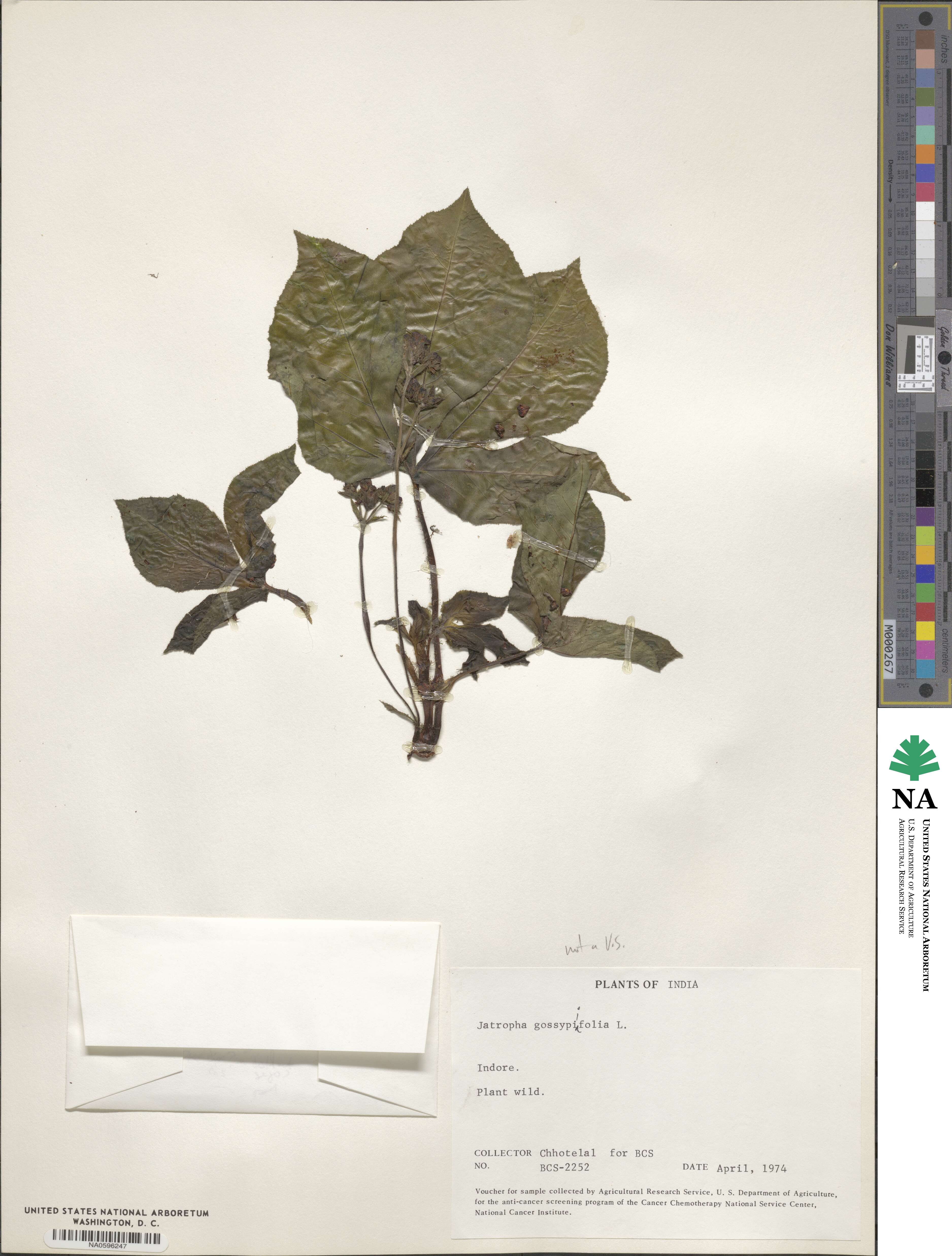 Jatropha gossypiifolia image