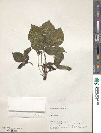 Jatropha gossypiifolia image