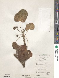 Jatropha curcas image