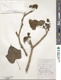 Jatropha curcas image