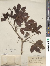 Jatropha gossypifolia image