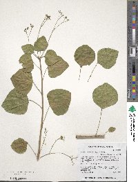 Jatropha cinerea image
