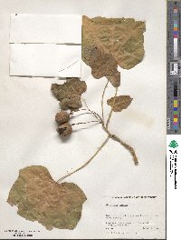 Jatropha curcas image