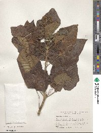 Jatropha curcas image