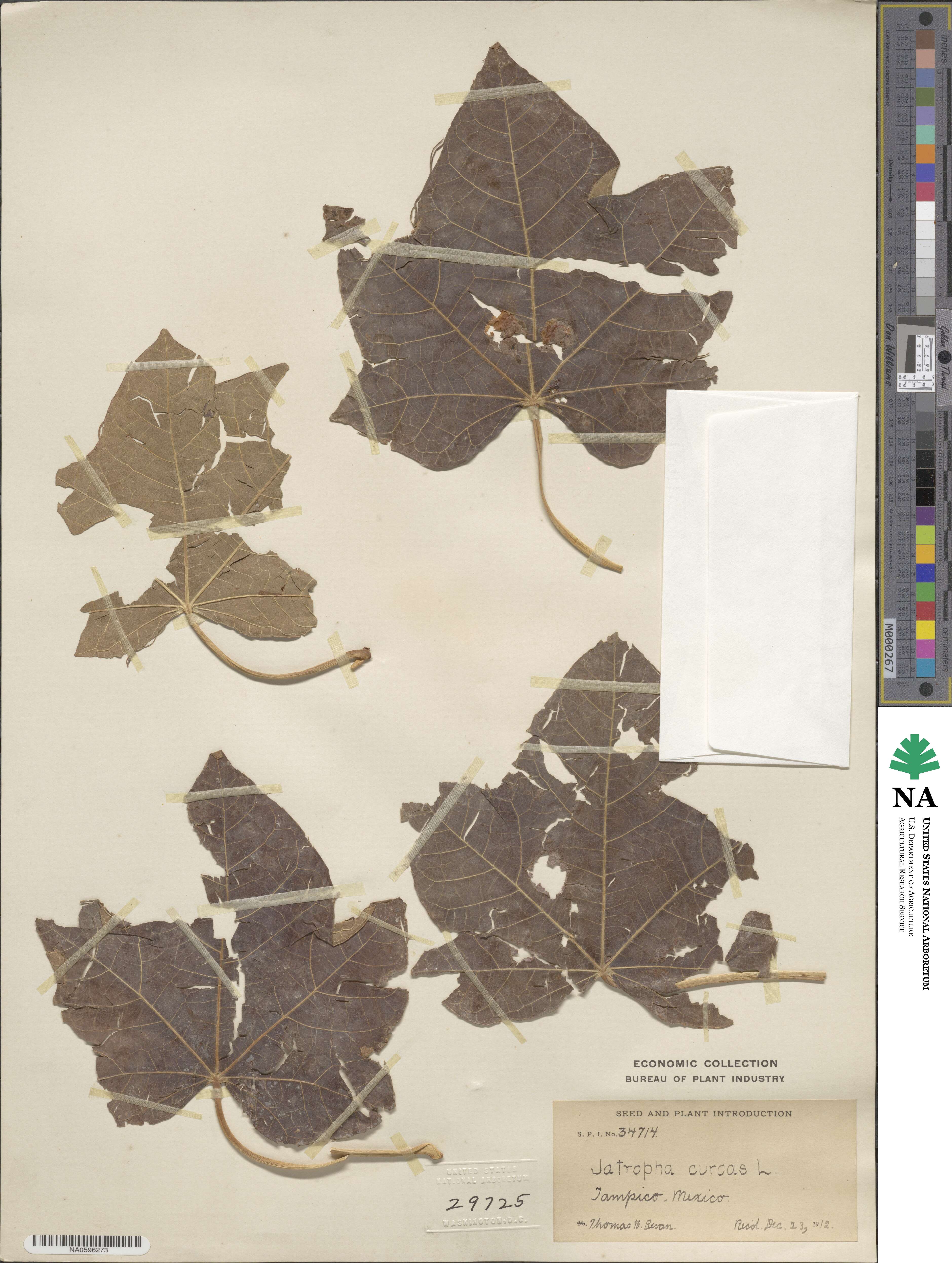 Jatropha curcas image