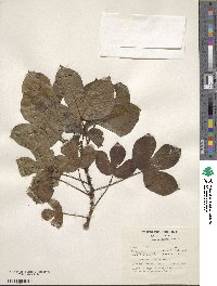 Jatropha gossypifolia image