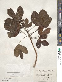 Jatropha gossypifolia image