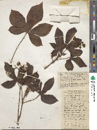 Jatropha gossypifolia image