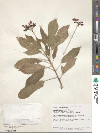 Jatropha integerrima image