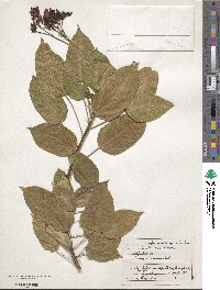 Jatropha integerrima image