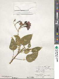 Jatropha integerrima image