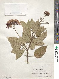 Jatropha integerrima image