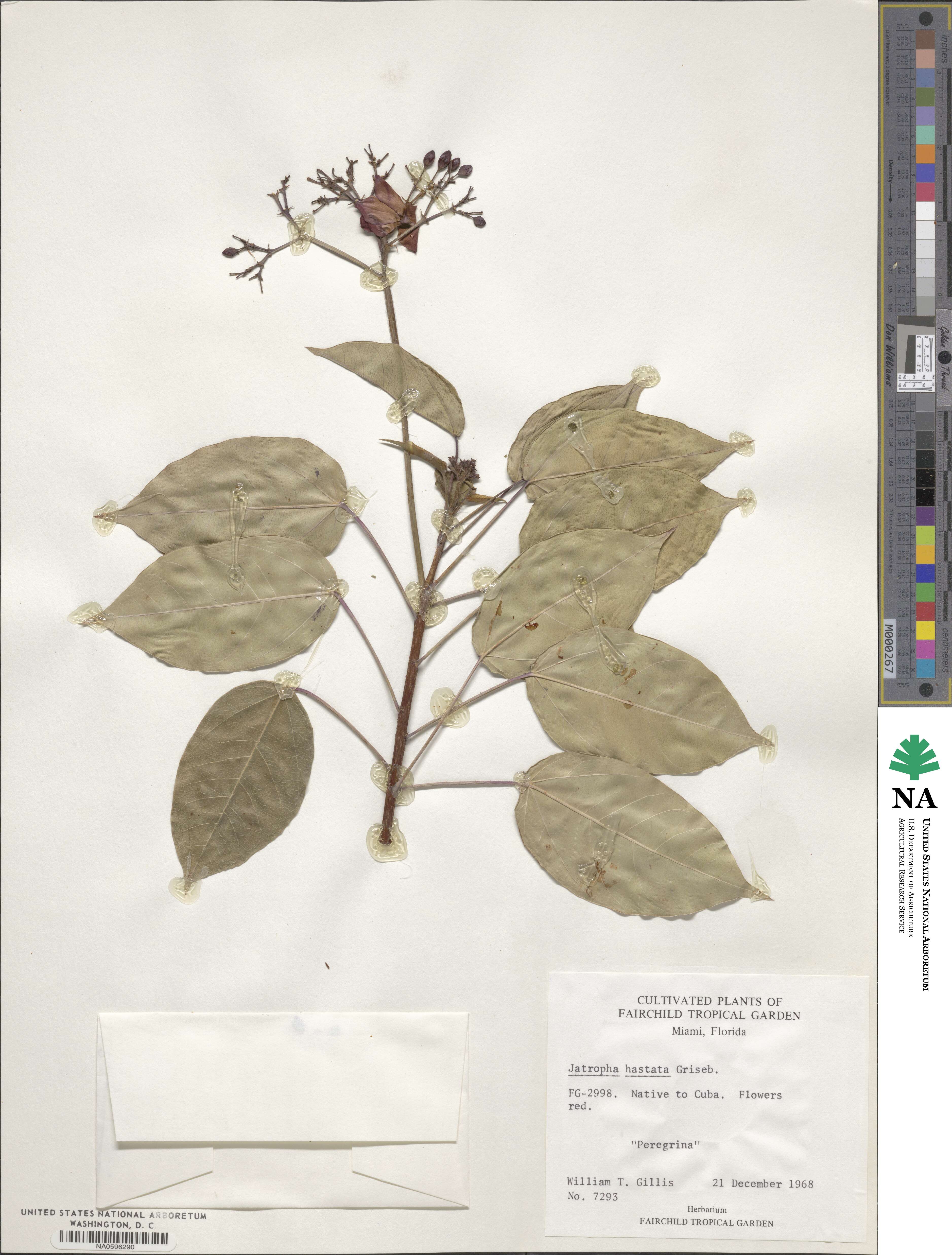 Jatropha integerrima image