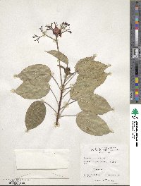 Jatropha integerrima image