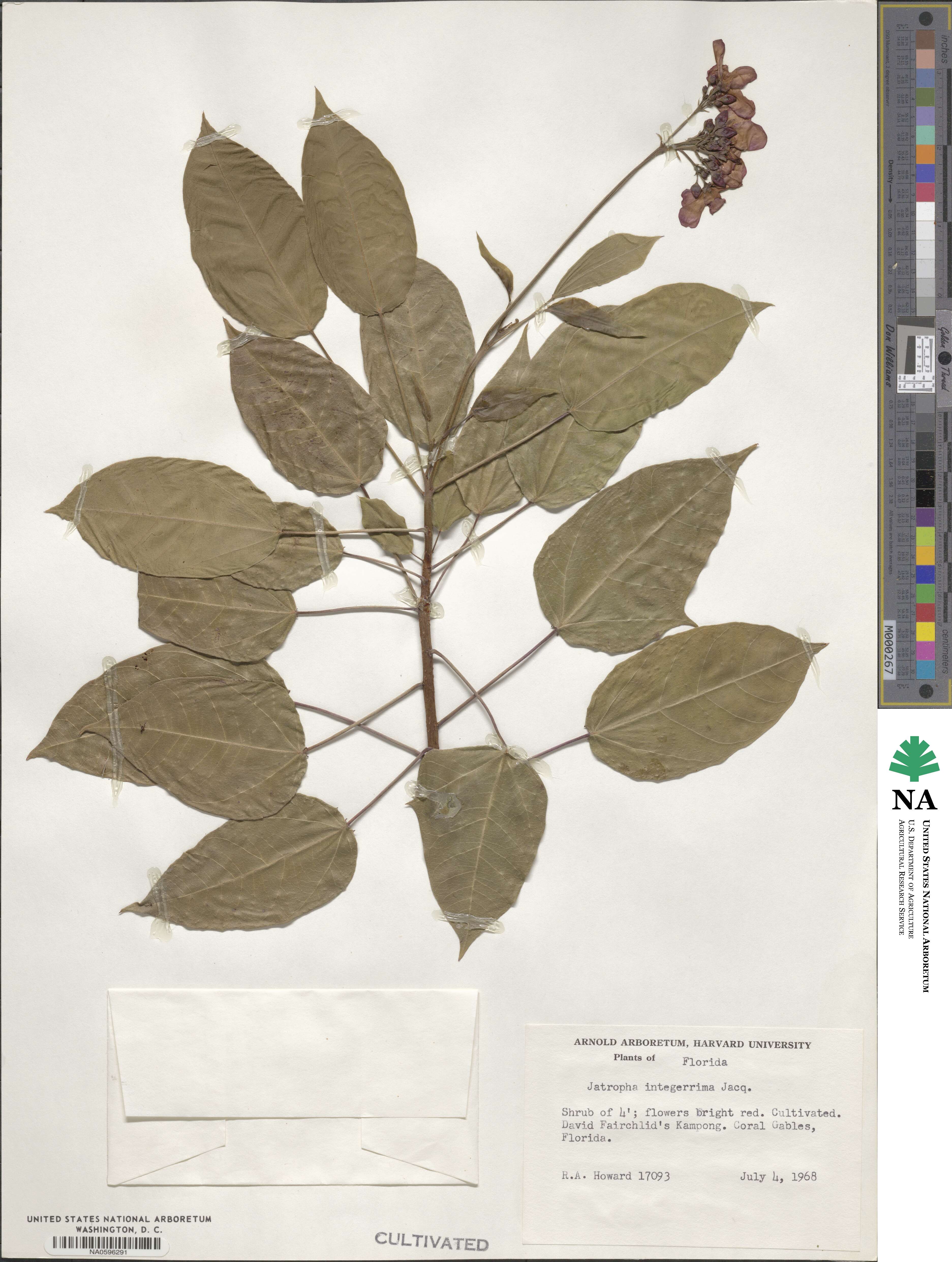 Jatropha integerrima image