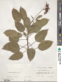 Jatropha integerrima image