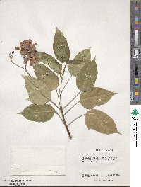 Jatropha integerrima image