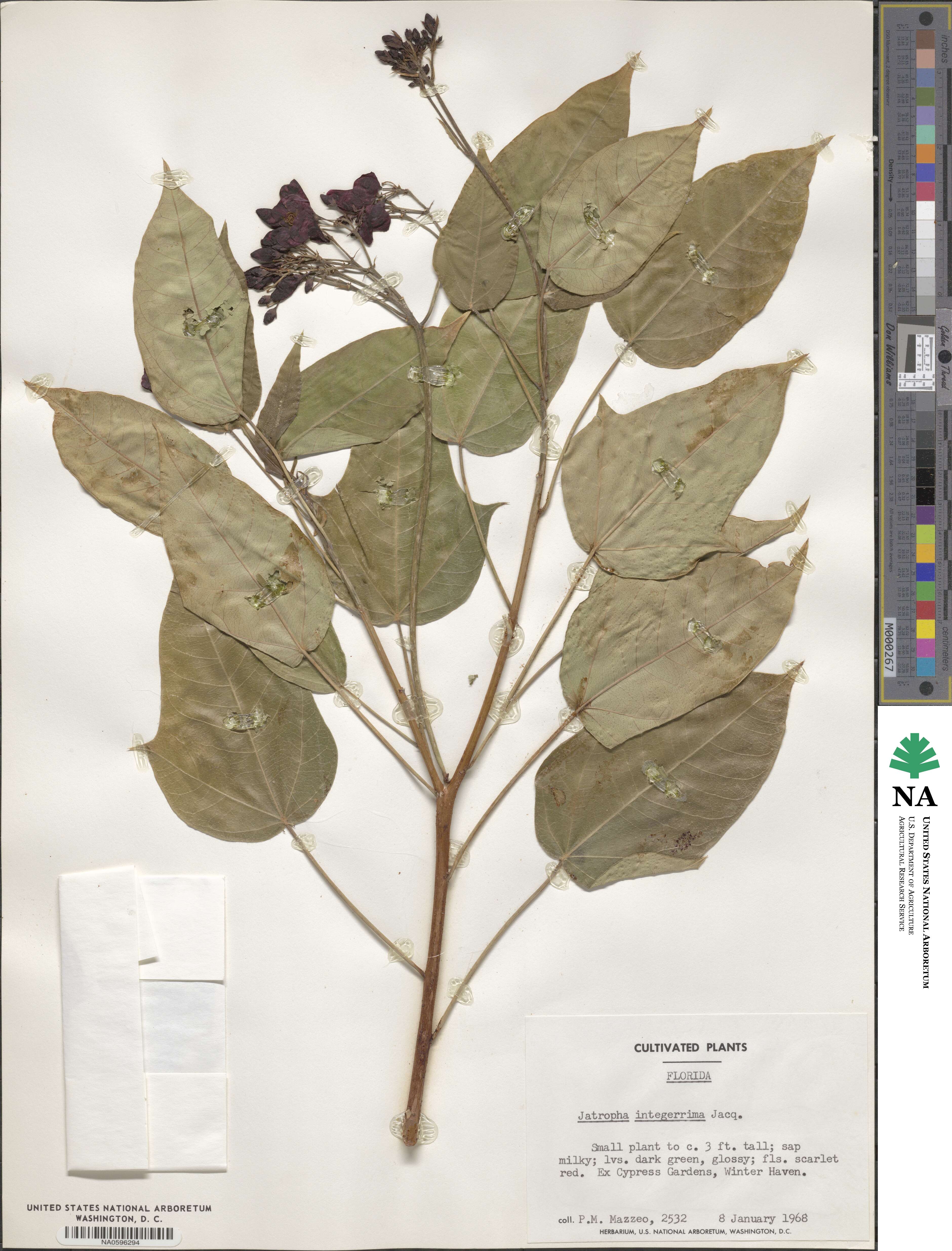 Jatropha integerrima image