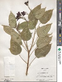 Jatropha integerrima image