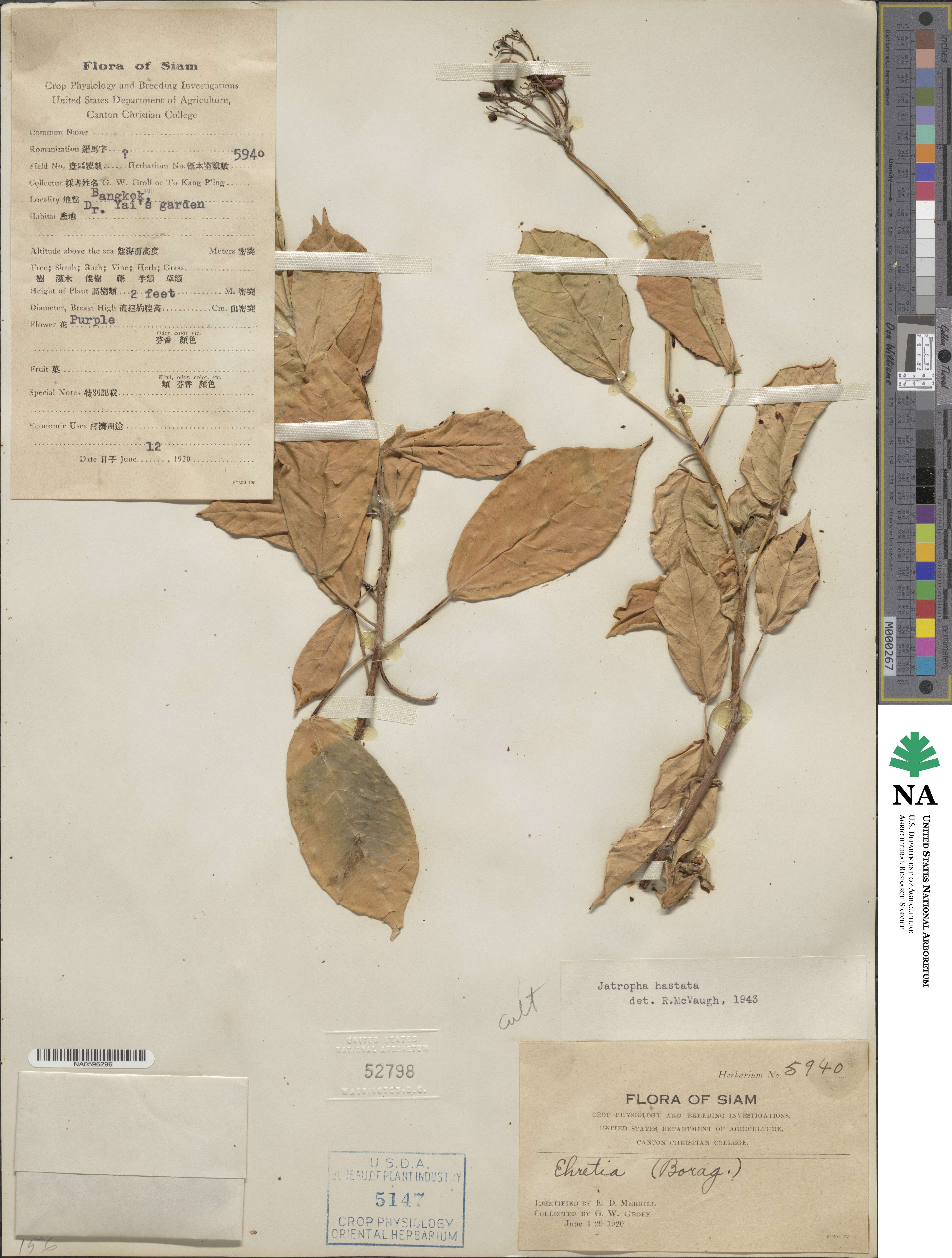 Jatropha integerrima image