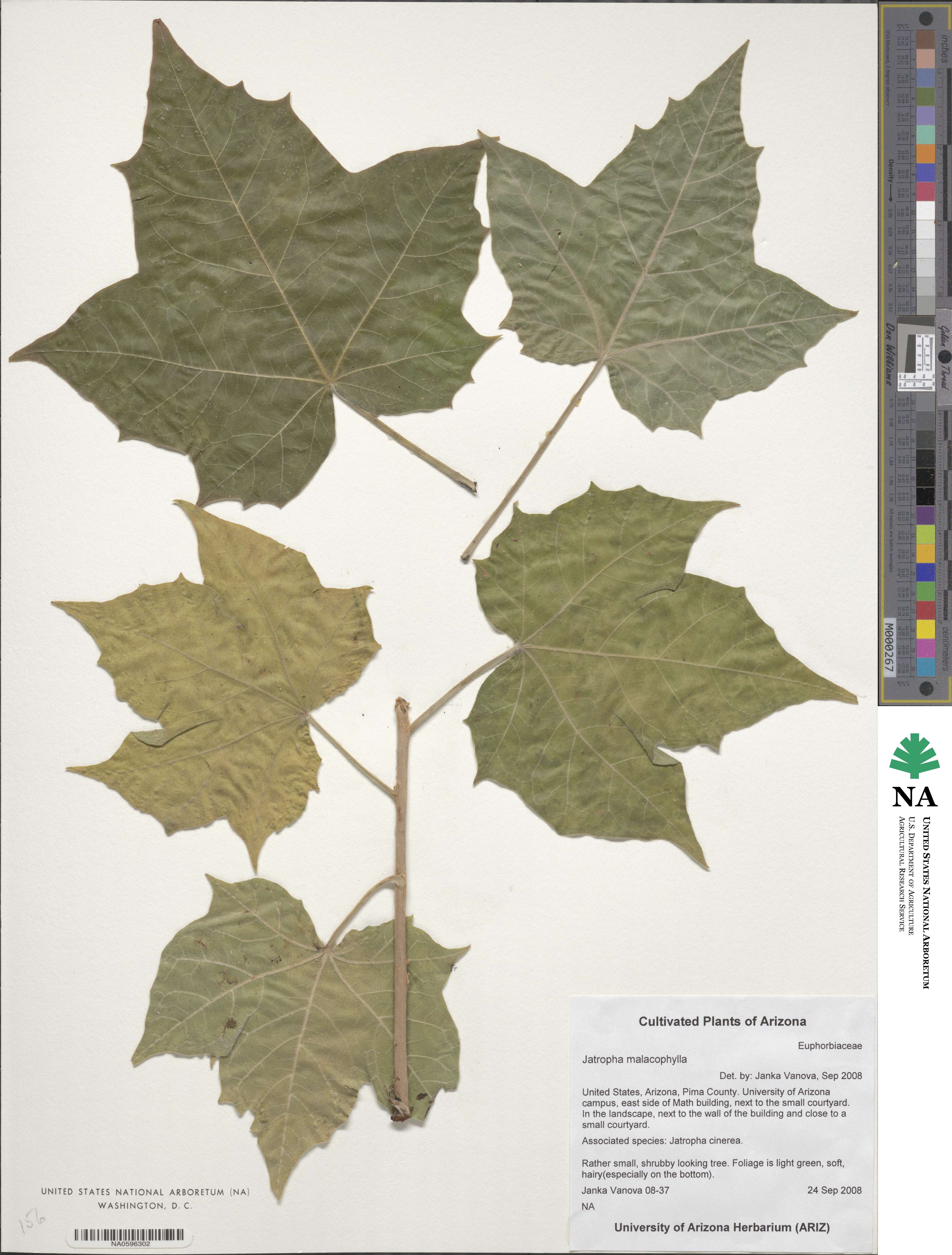 Jatropha malacophylla image