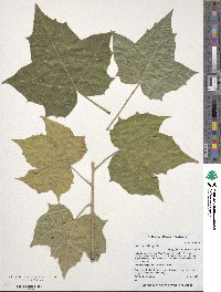 Jatropha malacophylla image