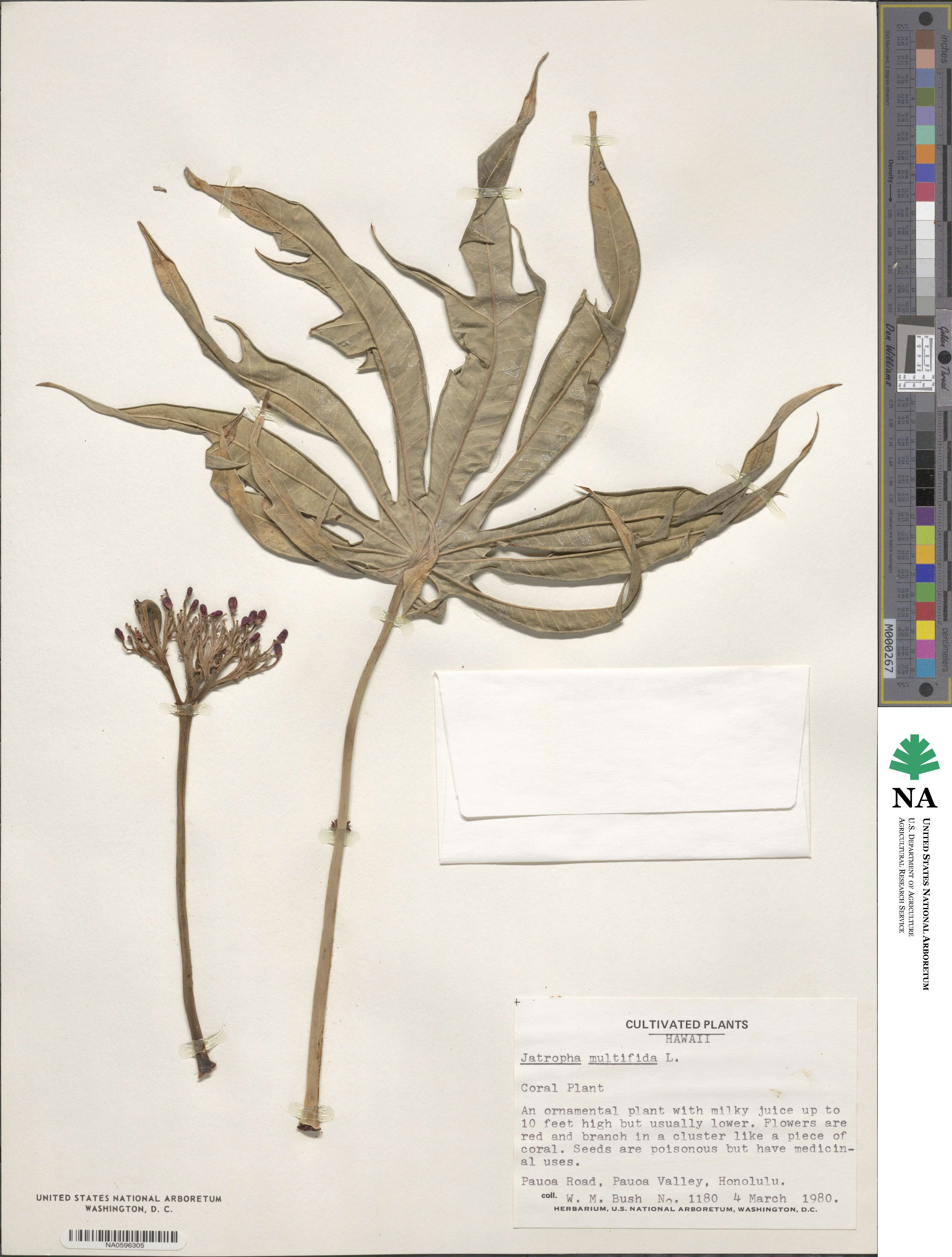 Jatropha multifida image