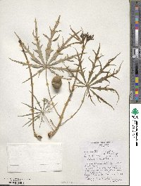 Jatropha multifida image