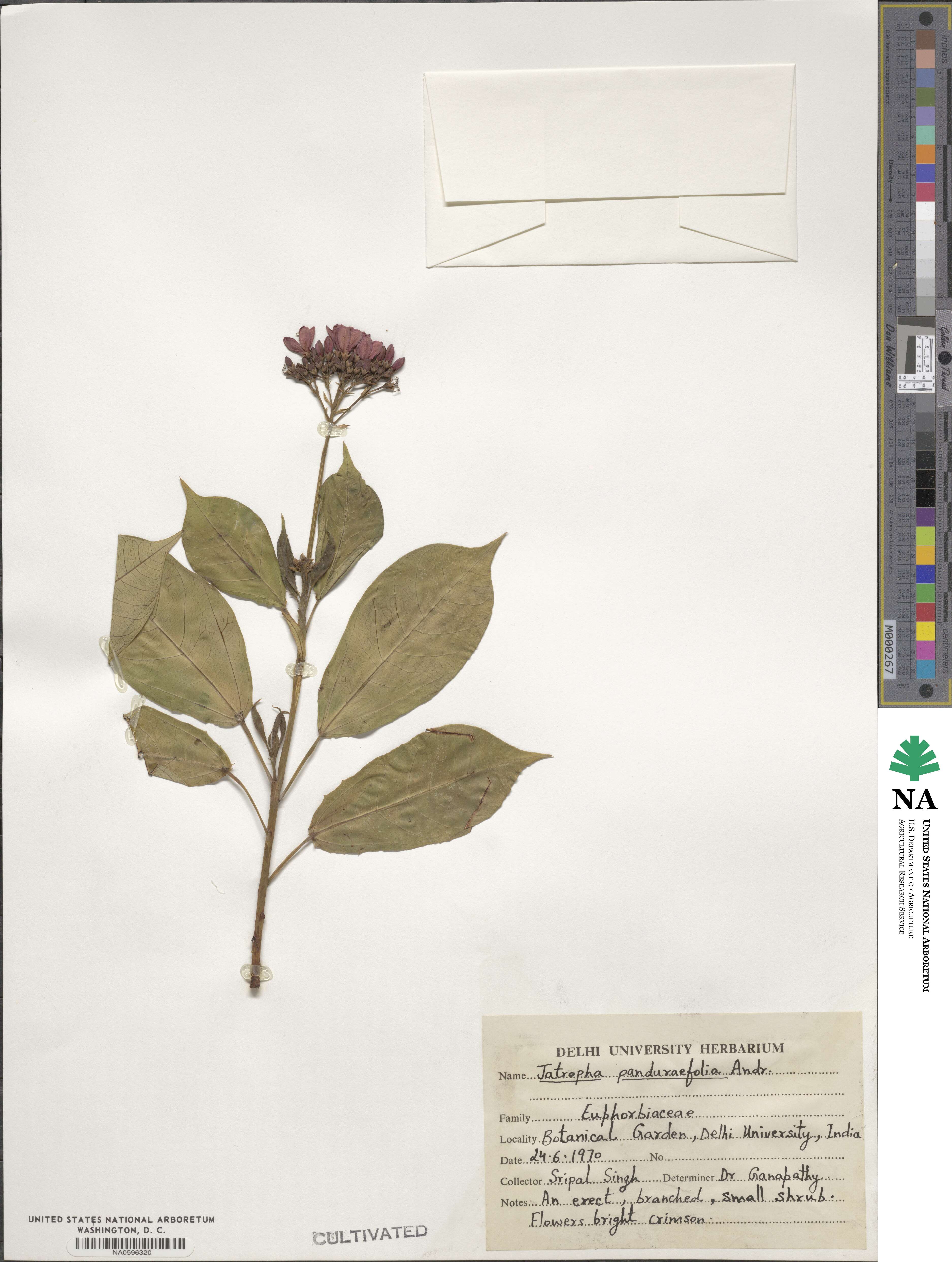 Jatropha integerrima image