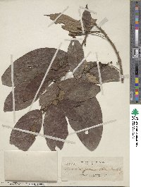 Image of Spathiostemon javensis