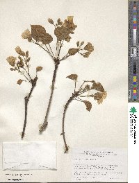 Vernicia fordii image