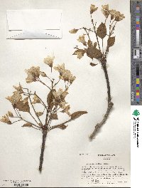 Vernicia fordii image