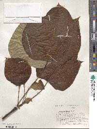 Vernicia fordii image