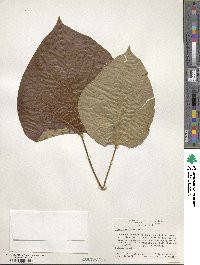 Vernicia fordii image