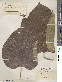 Vernicia fordii image